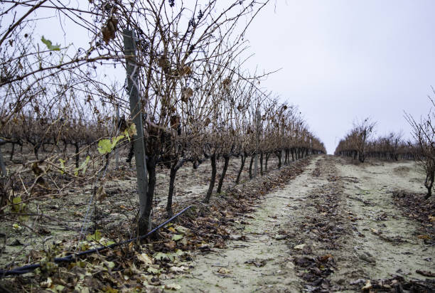 istock Fields of vineyards in a cellar 1136090081