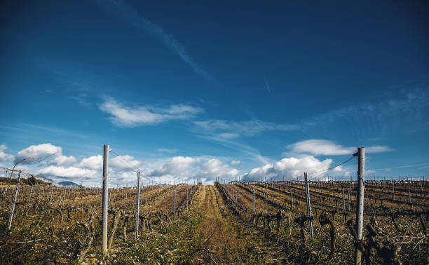 istock Fields of vineyards in a cellar 1136090082