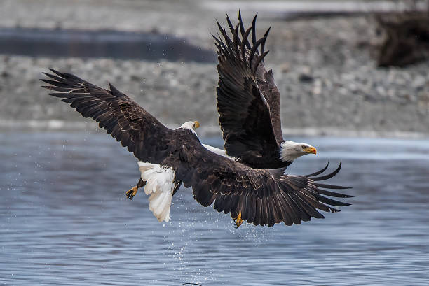 istock Bald Eagle Preserve Haines Alaska 1136090254
