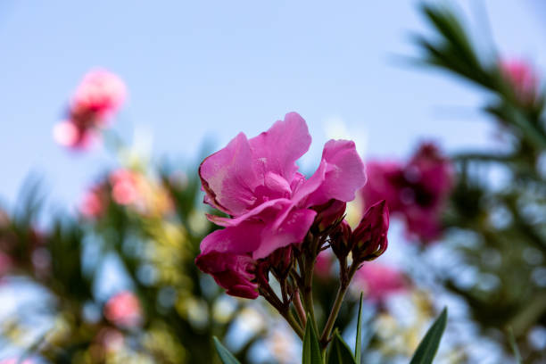 istock Blooming flower in autumn 1136092565