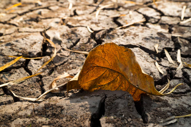 Dry leaf of Cracked soil background