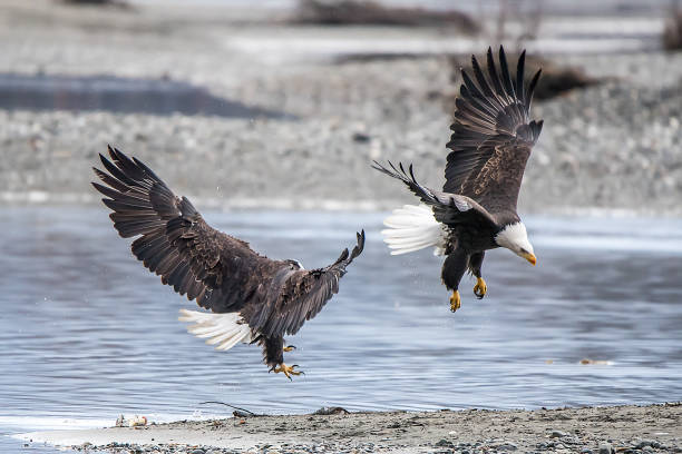 istock Bald Eagle Preserve Haines Alaska 1136095683