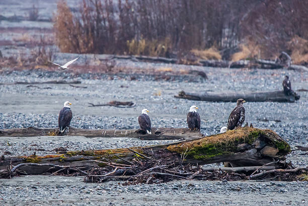 bald eagle preserve haines alaska - haines imagens e fotografias de stock