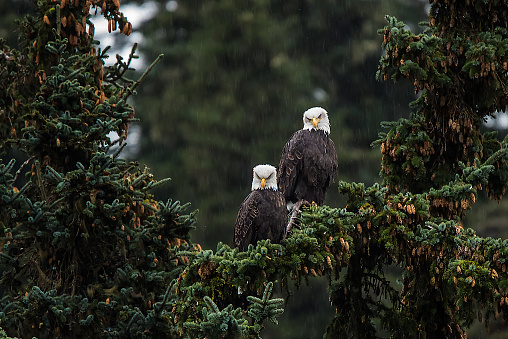 Bald Eagles perched