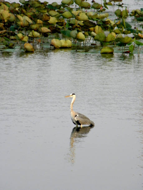 istock Birds foraging in the lake 1136099474