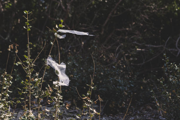 istock Plastic bag caught on uncultivated plant branches. 1136099569
