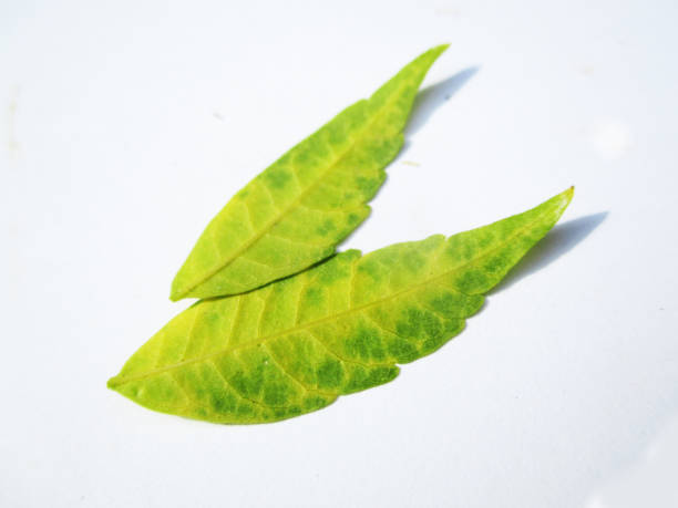 istock Green Leaves and plants, Beautiful nature 1136100196