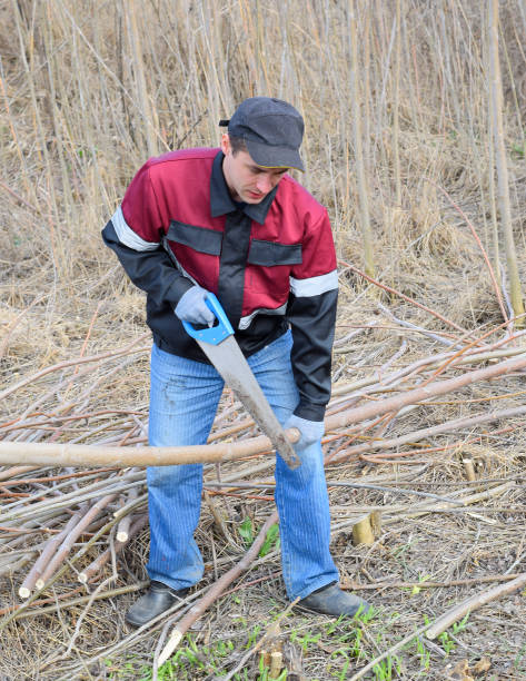 istock man saws sawing tree branch. Wood sawing with a hand saw. 1136104154