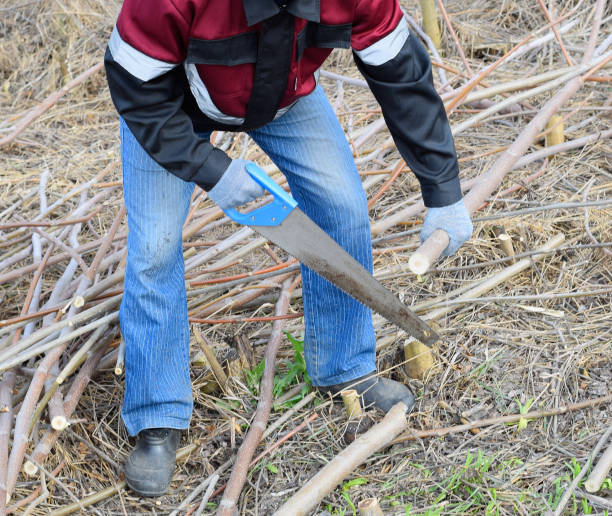 istock man saws sawing tree branch. Wood sawing with a hand saw. 1136104166