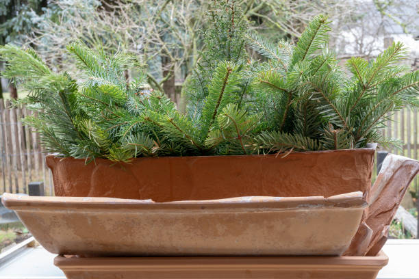 istock broken terracotta flower pot. Frost damage. 1136104196