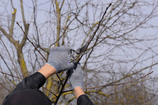 istock Trimming tree with a cutter. Spring pruning of fruit trees. 1136104801