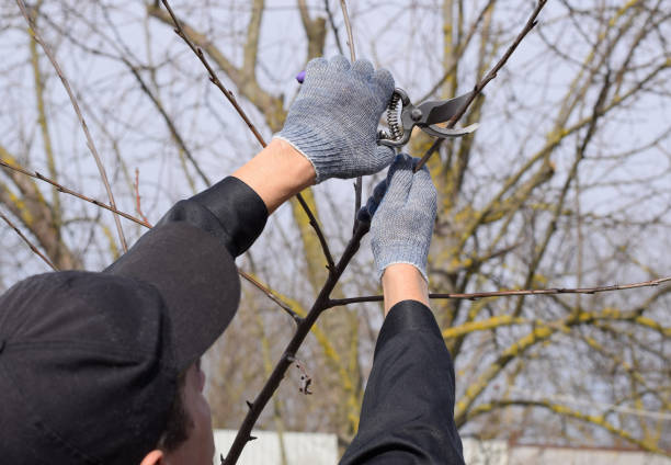 istock Trimming tree with a cutter. Spring pruning of fruit trees. 1136104804