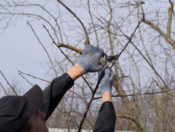 istock Trimming tree with a cutter. Spring pruning of fruit trees. 1136104805