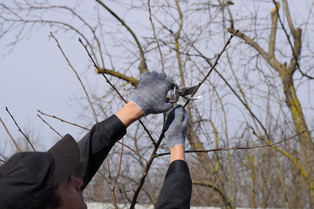 istock Trimming tree with a cutter. Spring pruning of fruit trees. 1136104808