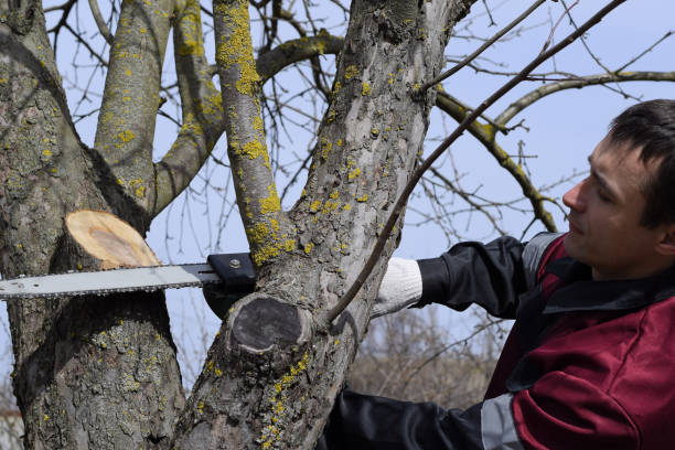 man cut down an electric saw. the stump of saw cut branches. - cutting tree moving down bark imagens e fotografias de stock