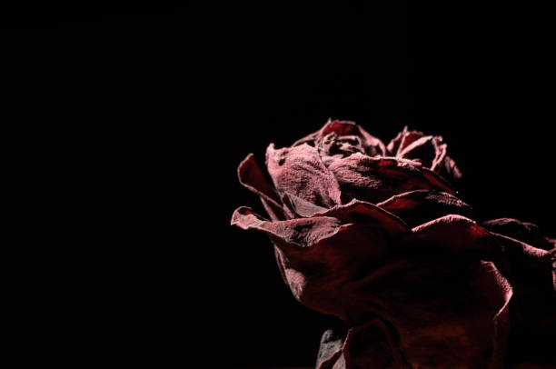 istock Dried rose flower. Valentine's Day. Love and trust. 1136108743