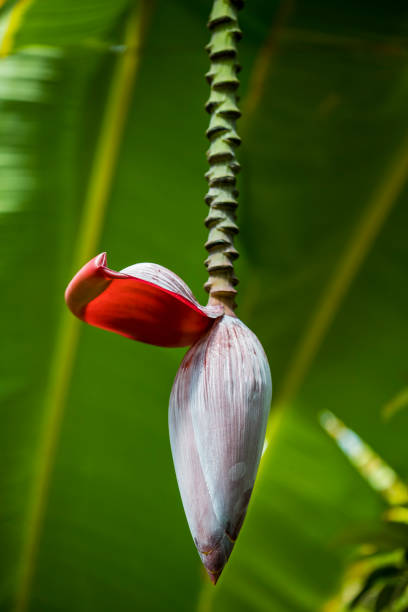 flor de plátano - banana plantation green tree fotografías e imágenes de stock