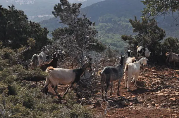 Goats grazing on the hills in the national park Akamas in Cyprus.