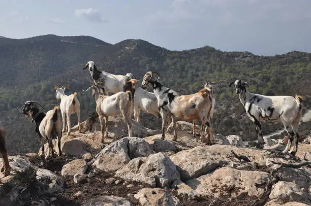 Goats grazing on the hills in the national park Akamas in Cyprus.