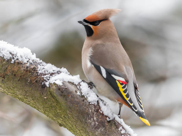 Waxwing Bird cedar waxwing stock pictures, royalty-free photos & images