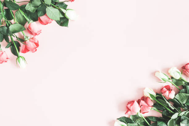 istock Flowers composition. Pink rose flowers on pastel pink background. Flat lay, top view, copy space 1136116436