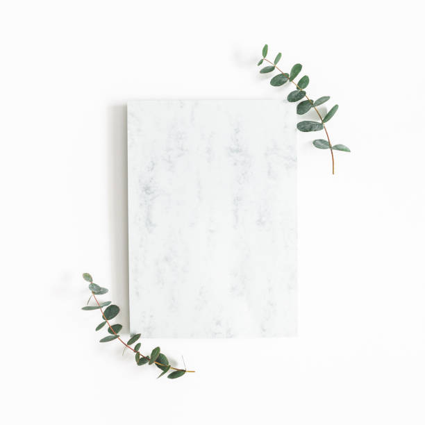 istock Eucalyptus branches, paper blank on white background. Flat lay, top view, copy space, square 1136116949