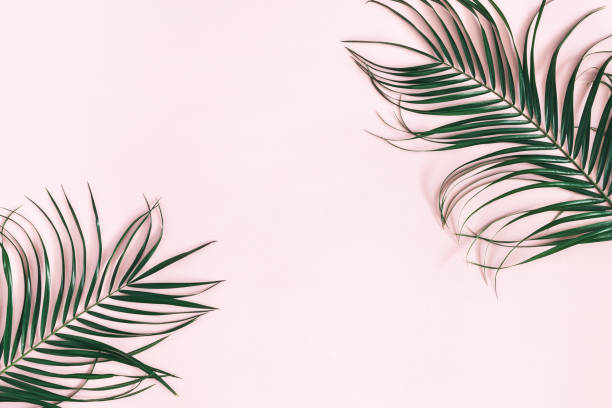 istock Summer composition. Tropical palm leaves on pastel pink background. Summer concept. Flat lay, top view, copy space 1136117686