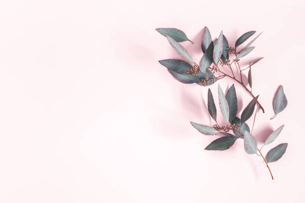 istock Eucalyptus leaves on pastel pink background. Pattern made of eucalyptus branches. Flat lay, top view, copy space 1136118145