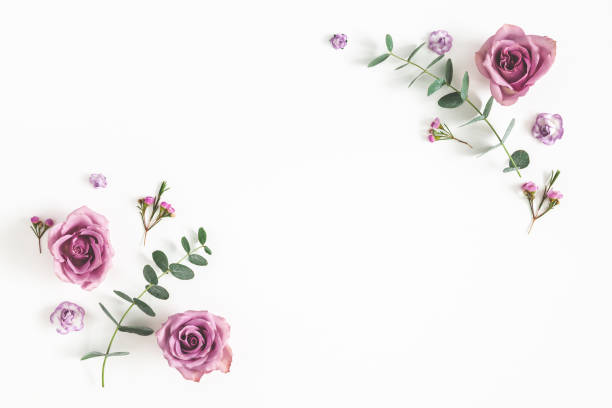 꽃 조성 물. 프레임 유칼립투스 가지와 흰색 바탕에 장미 꽃으로 만든. 플랫 레이, 평면도, 복사 공간 - season spring rose branch 뉴스 사진 이미지