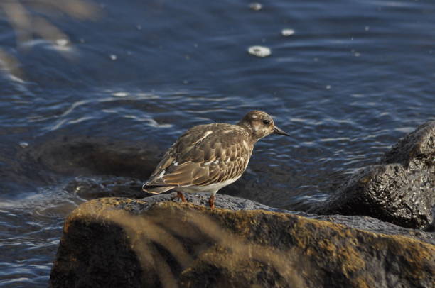 istock Ruddy Turnstone, running along the sea shore bird 1136119663