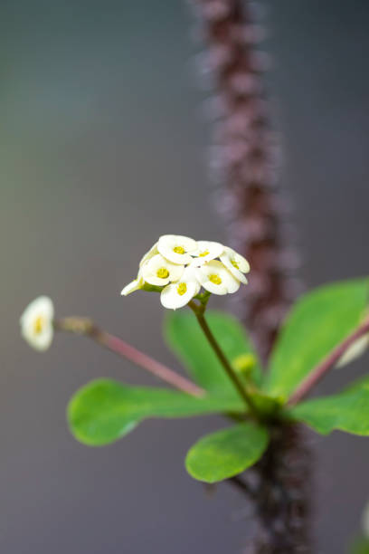 crown of thorns