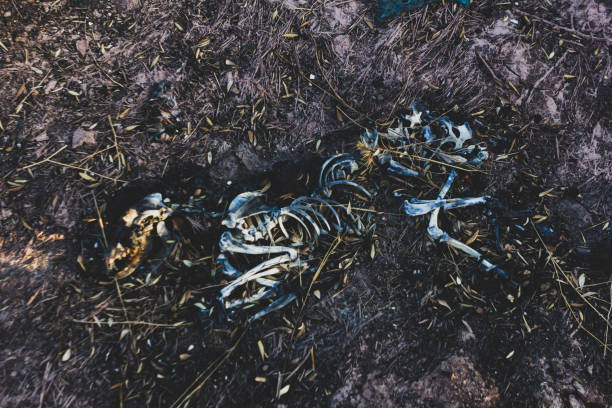istock Top view of animal skeleton on dry earth. 1136122965