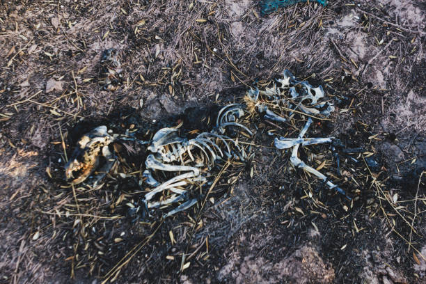 istock Top view of animal skeleton on dry earth. 1136123130