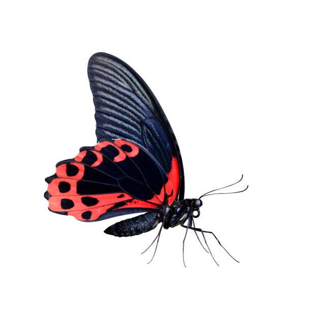 Tropical butterfly Scarlet Mormon (Papilio Rumanzovia) isolated on a white background.Large Swallowtail living in the Indonesia and Philippines.