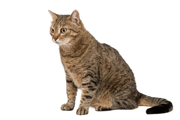 istock Beautiful cat isolated on a white background 1136131803