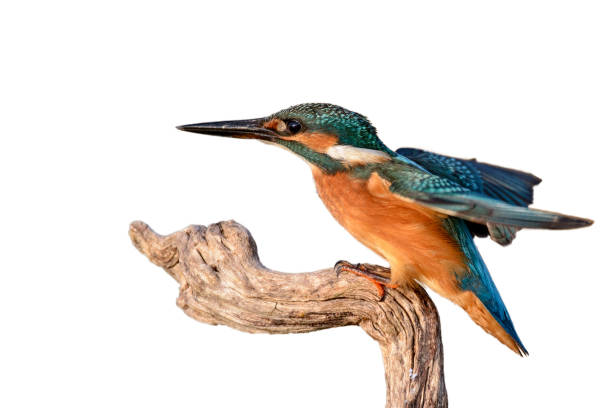 istock Common Kingfisher, Alcedo atthis, sitting on a stick. Isolated on white 1136131806