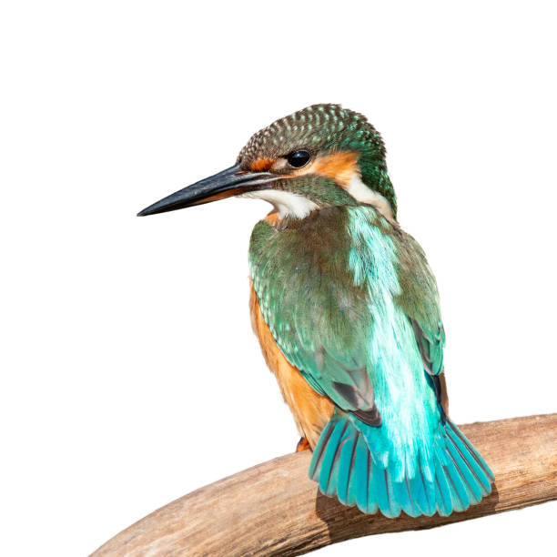 istock Common Kingfisher, Alcedo atthis, sitting on a stick. Isolated on white 1136131815