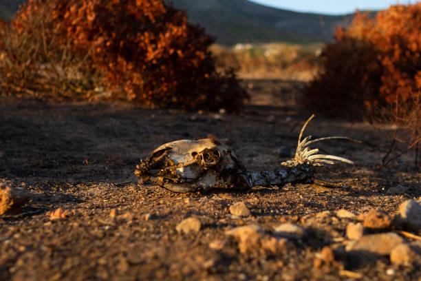 Effects of climate change.