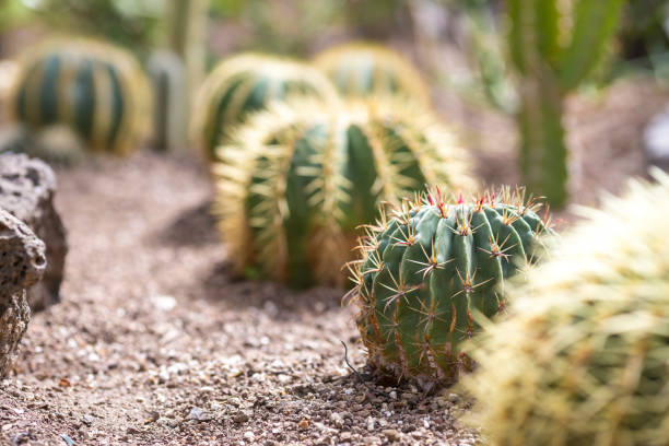 istock Golden Barrel Cactus 1136133006