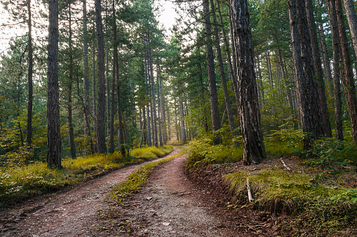 Rocky road in forest nature. Green forest road. Nature. Road. Natural environment. Forest nature. Road in nature. Nature environment, branches and trees. Travel in nature.