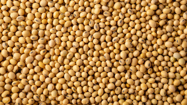 istock Food soy background 1136135110
