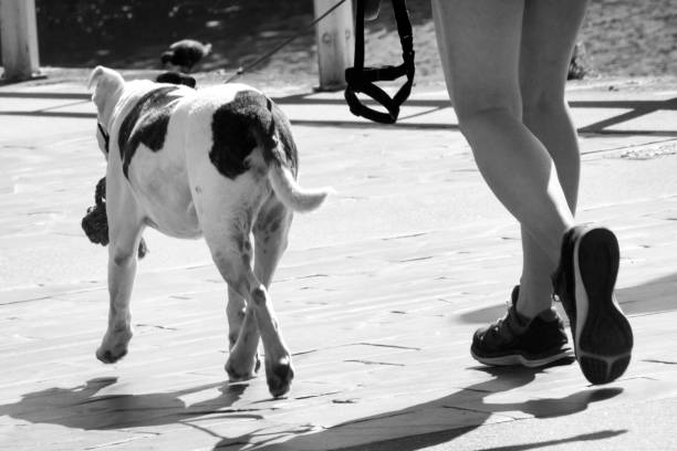 Walking with the dog on a pedestrian zone. Physical activity, black and white view. Summer sunny weather in Gijon, Asturias, Spain.
