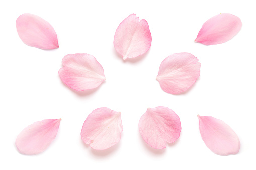 Pétalos de flor de cerezo rosa japoneses aislados sobre fondo blanco photo