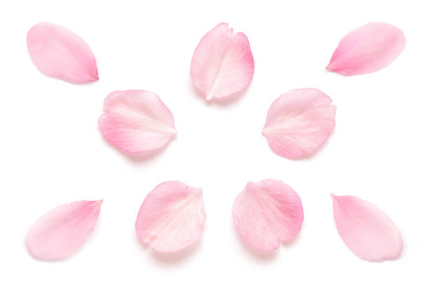 pétalos de flor de cerezo rosa japoneses aislados sobre fondo blanco - pétalo fotografías e imágenes de stock