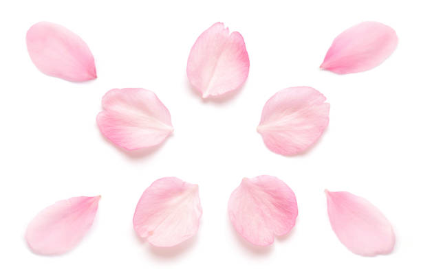 Japanese pink cherry blossom petal isolated on white background Japanese natural pink cherry blossom petal isolated on white background petal stock pictures, royalty-free photos & images