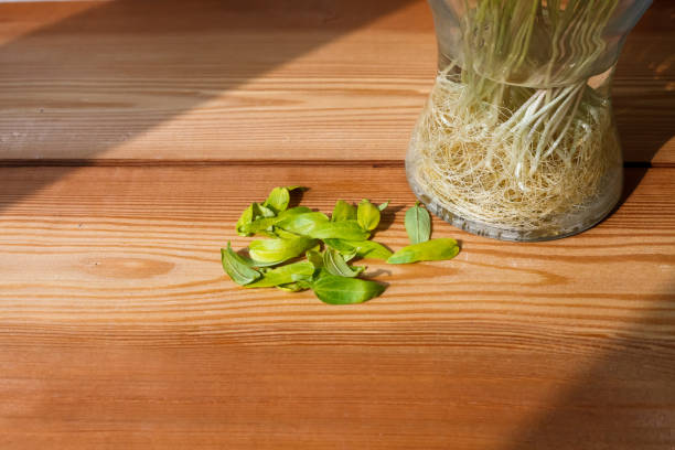 zdrowe zielone kiełki fasoli mung, kiełki zielonej fasoli rosnące w kolorowych kubkach, fasola mung - soybean bean drenched textured zdjęcia i obrazy z banku zdjęć
