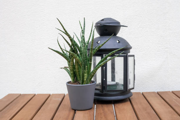 istock Glass lantern with candle and Sansevieria cylindrica potted on table 1136140508