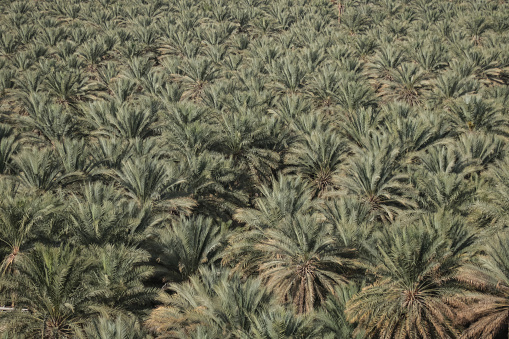 Date palms in the oasis city of Tozeur Tunisia 2024