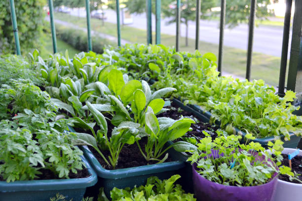 piccolo giardino su un balcone di una casa di blocco nella città europea. verdure ed erbe che crescono in fioriere e vasi di fiori. - plant spinach foto e immagini stock