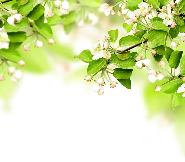 istock Flowers of apple 113614182